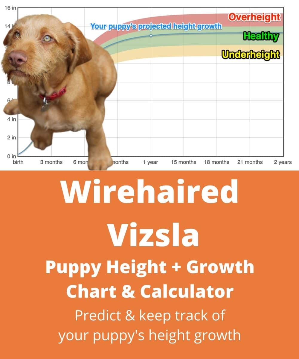 hungarian-wirehaired-vizsla Puppy height Growth Chart